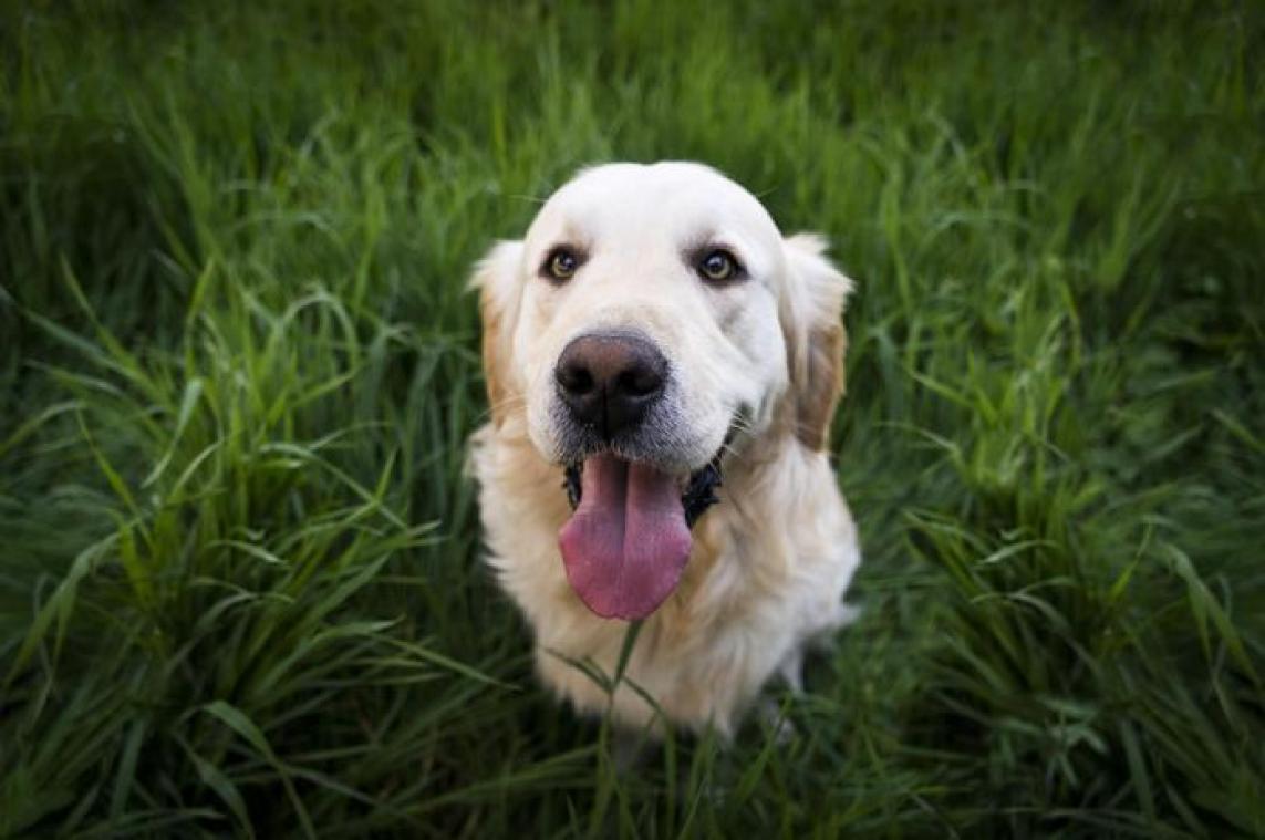 Test-Aankoop waarschuwt voor dierentherapie