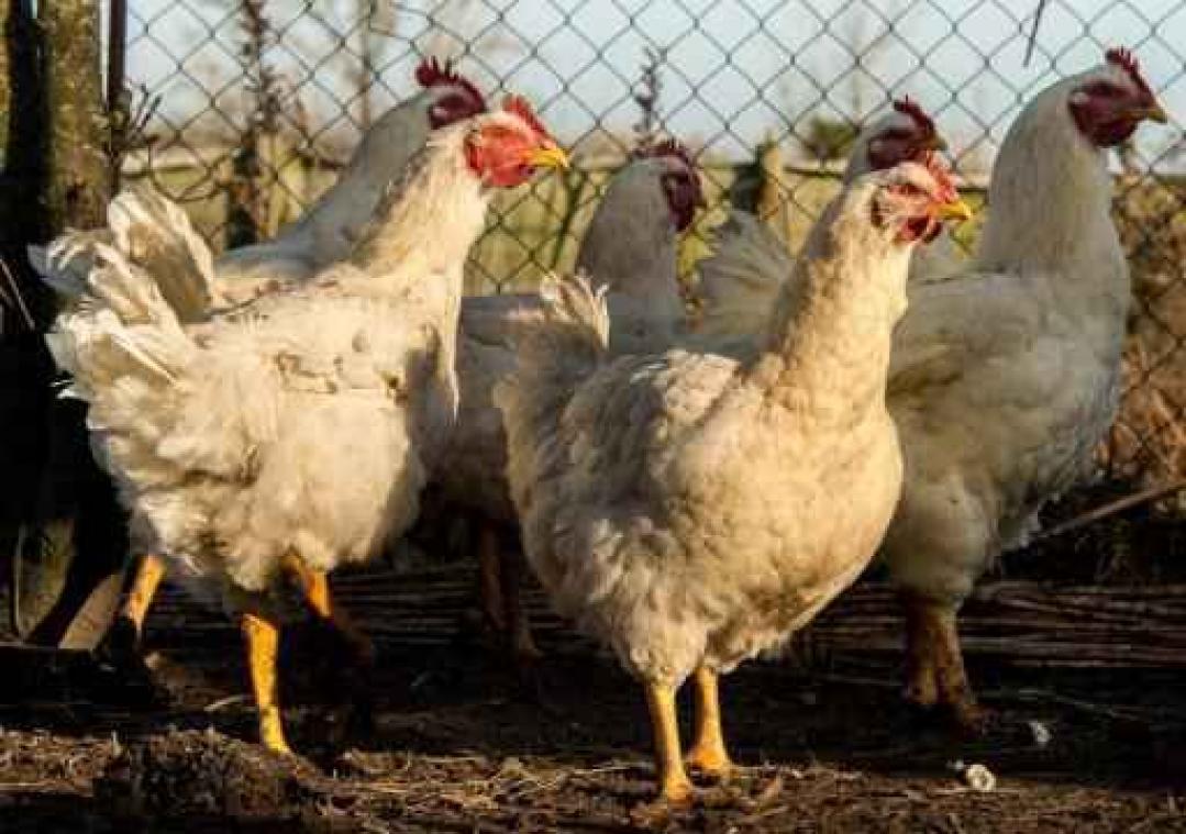 Nederlandse dierenorganisaties verliezen zaak over kippen