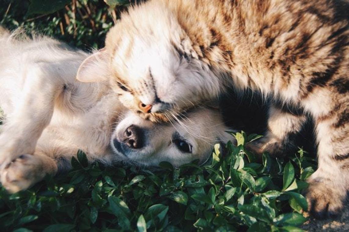 Oei: katten en honden zijn slecht voor het milieu