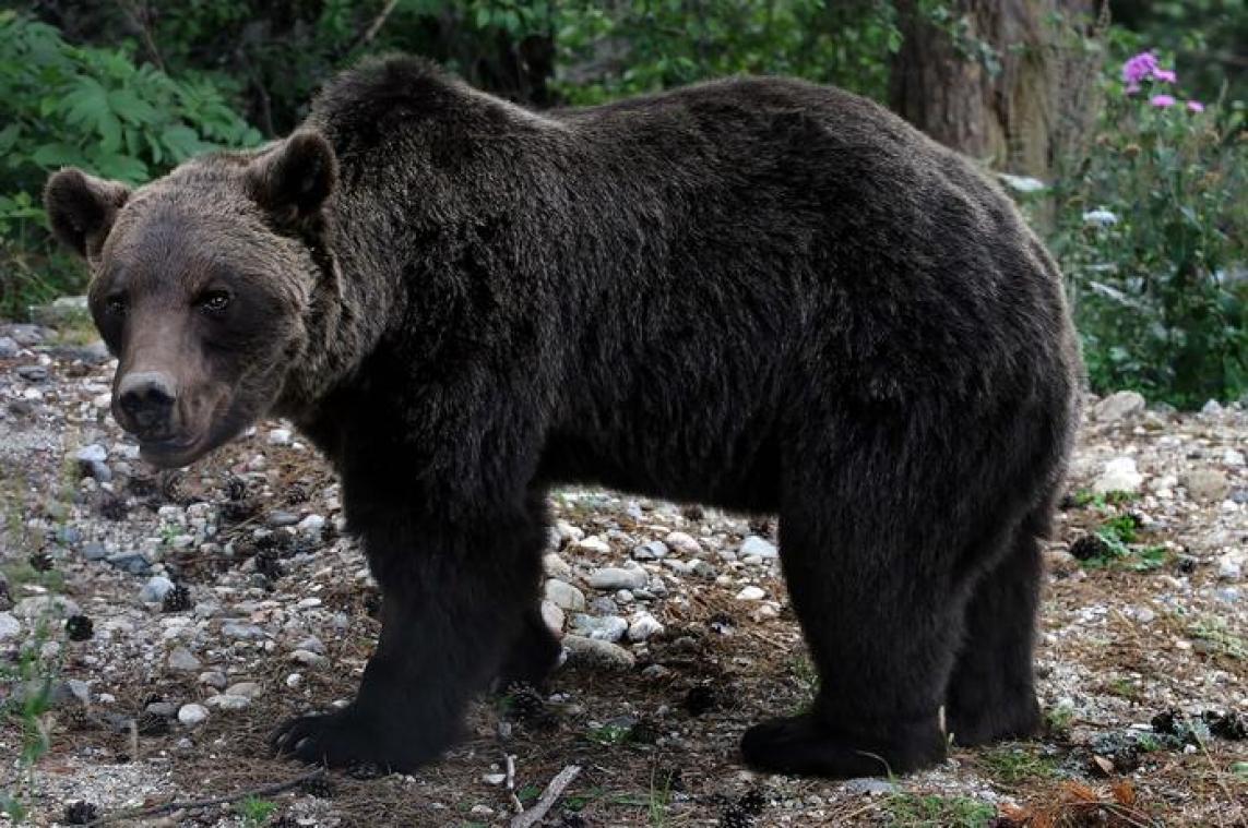 Bruine beren terroriseren Roemeense steden