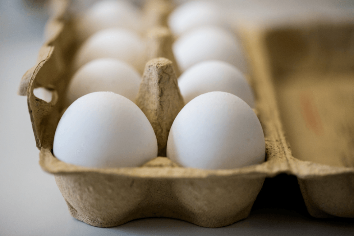 FAVV en europarlemenstlid ruziën over datum eerste fipronilbesmetting