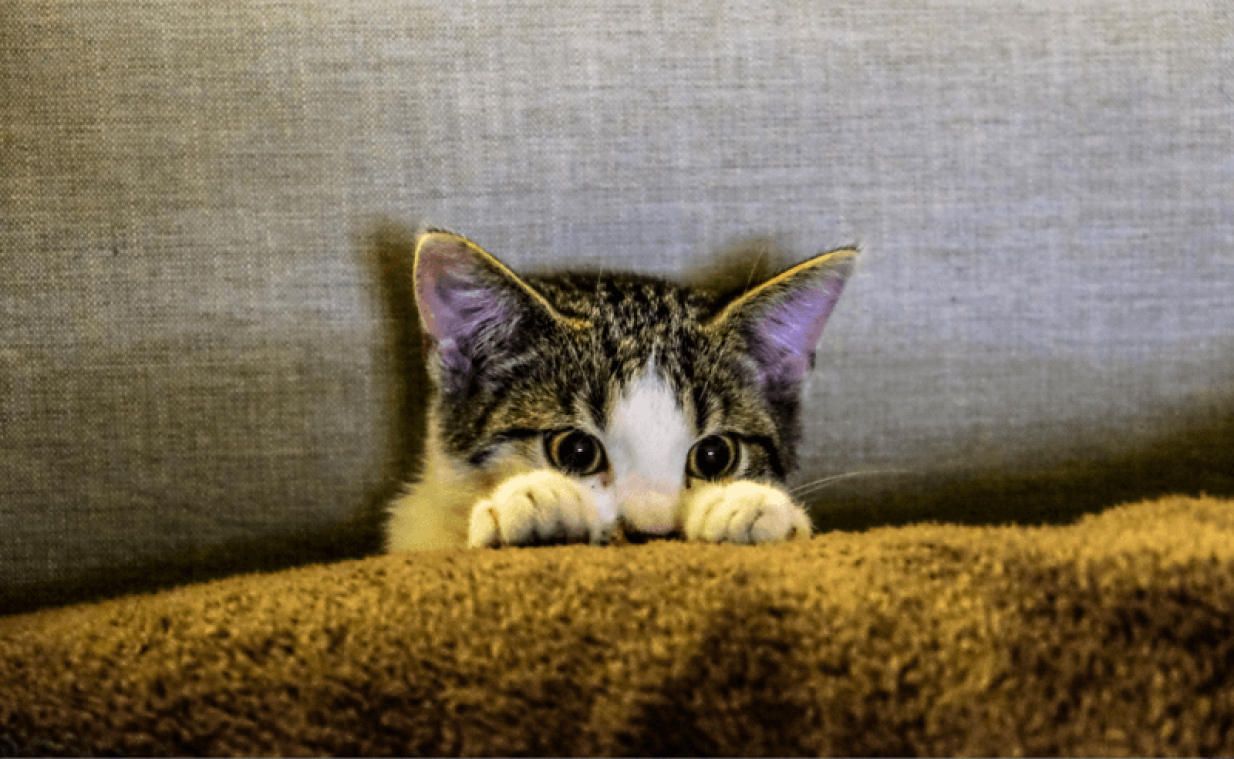 Dit is waarom katten dingen kneden