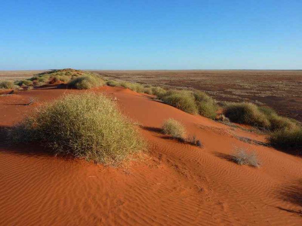 Verloren trouwring teruggevonden in Australische woestijn