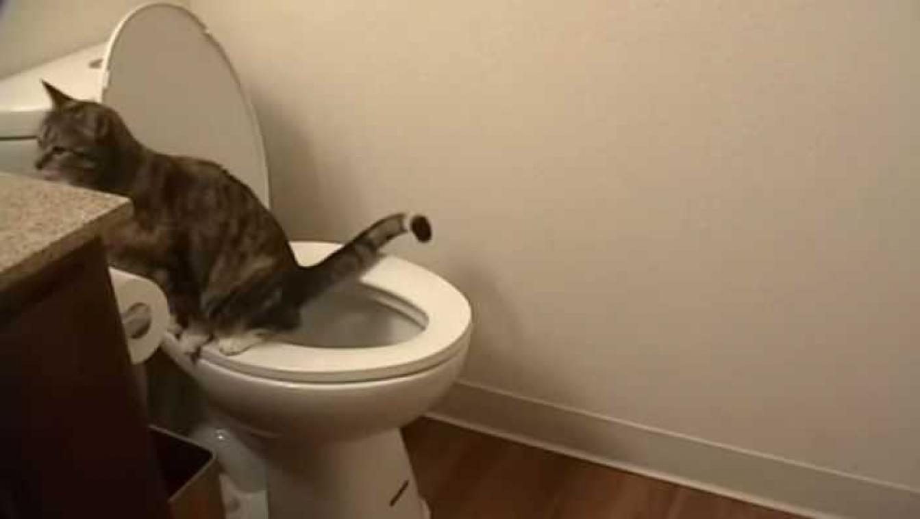 Kat kiest mensentoilet als kattenbak