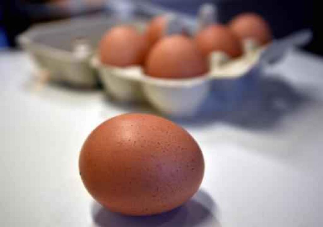 Fipronil in eieren - Twee bestuurders van het Nederlandse bedrijf Chickfriend opgepakt