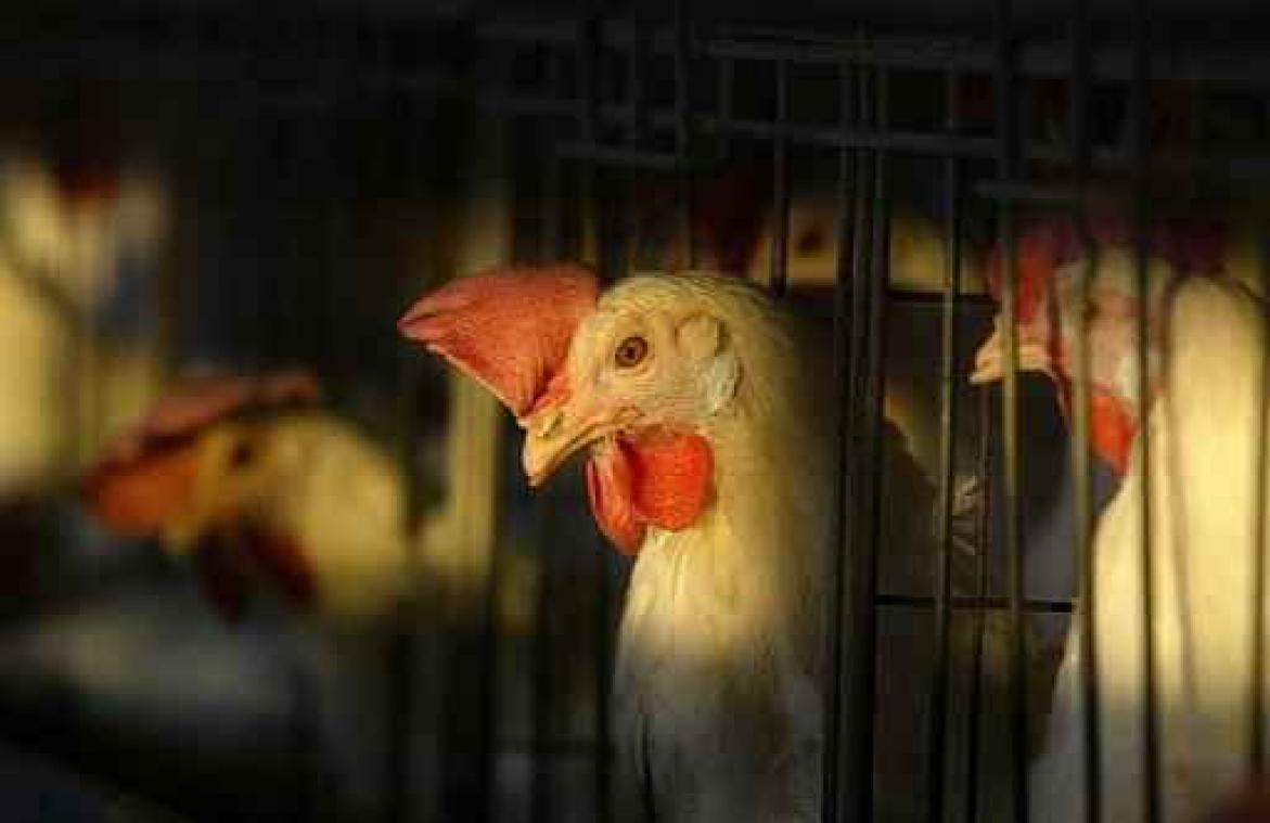 Fipronil mogelijk via dierenartsen ook bij particulieren terechtgekomen