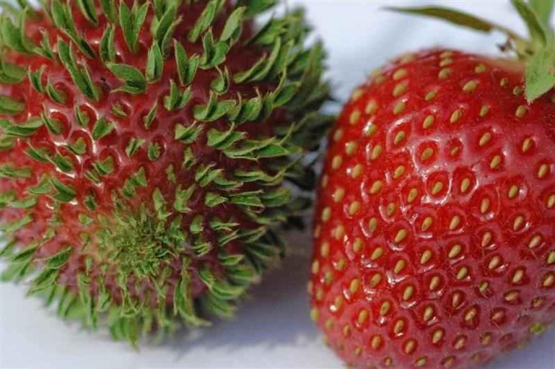 IN BEELD. Deze groenten en fruit zijn véél te lang in de kast blijven liggen