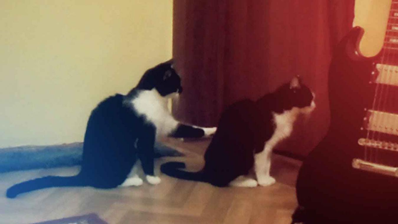 Kat probeert excuses aan te bieden aan andere kat
