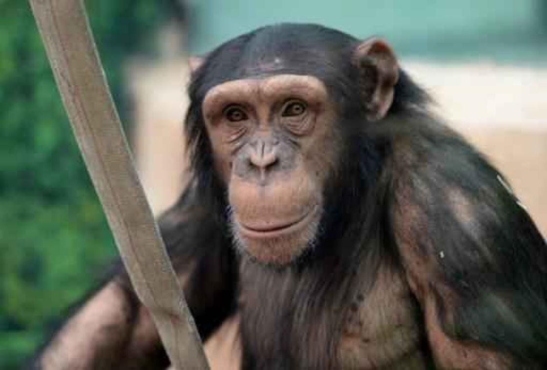 Chimpansees begrijpen 'schaar, steen, papier'