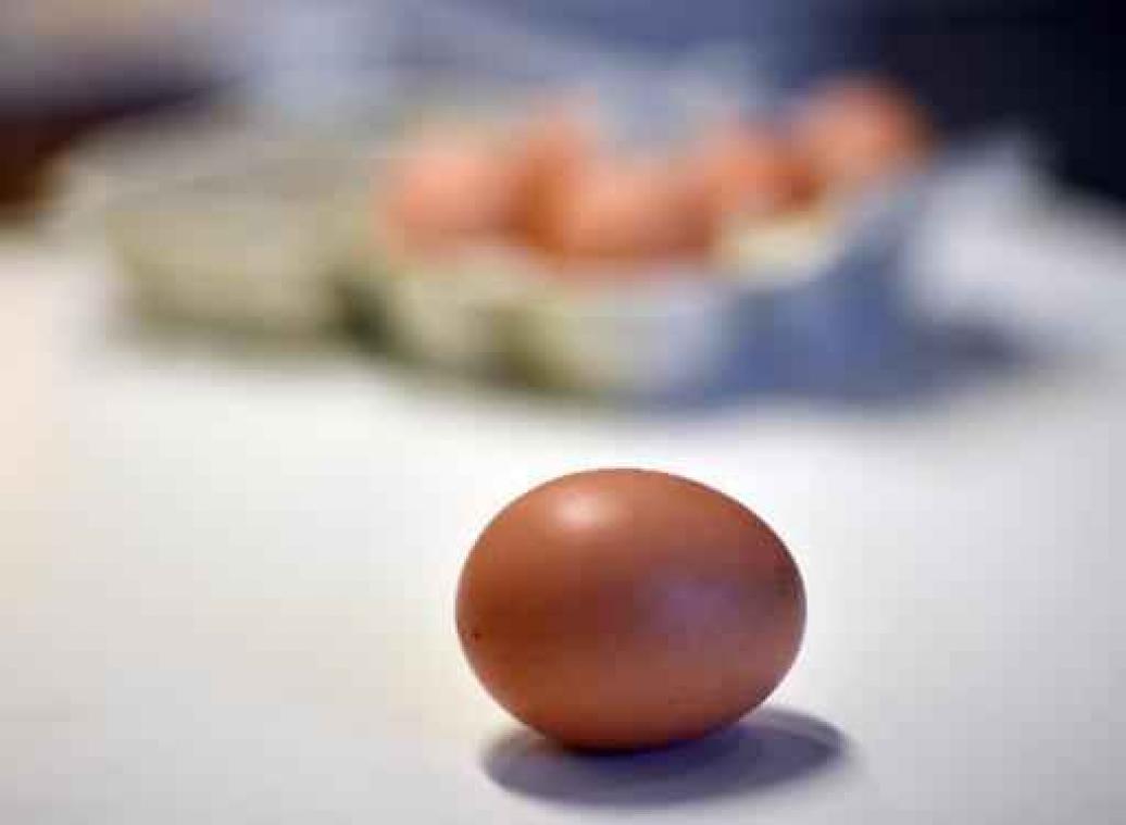 Fipronil in eieren - Chickfriend-bestuurders morgenvoorgeleid