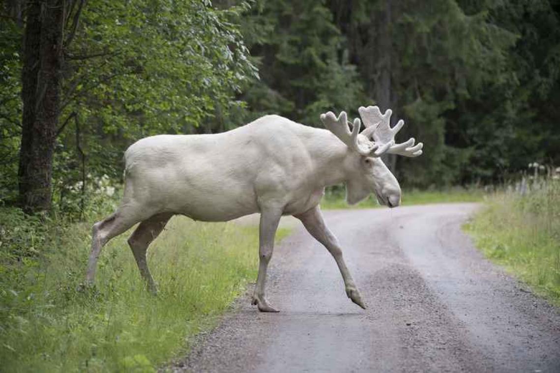 VIDEO. Zeldzame witte eland gespot