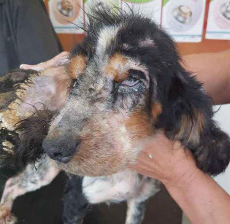Crowdfundingactie redt leven van verwaarloosde hond