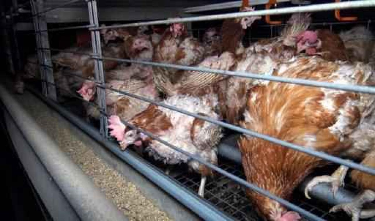 Mengvoedersector gaat alle eiproducten controleren op pesticiden