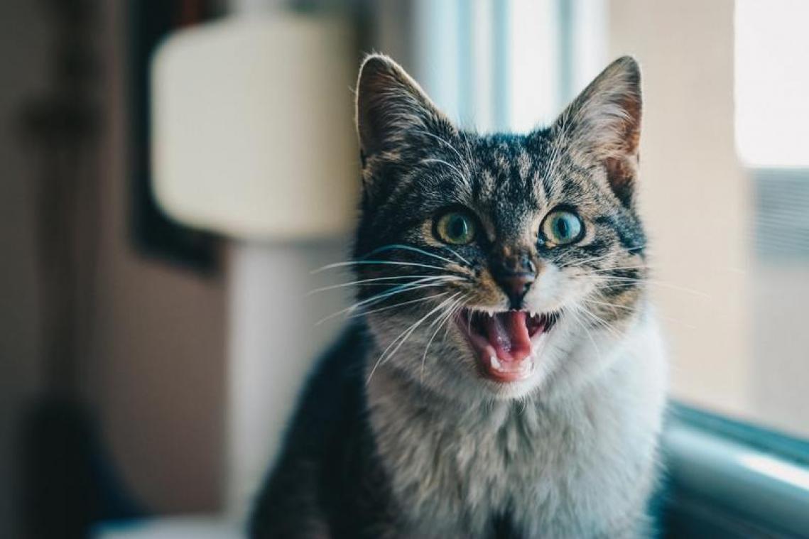 Brits parlement wil kat na torenhoge rekening voor muizenplaag