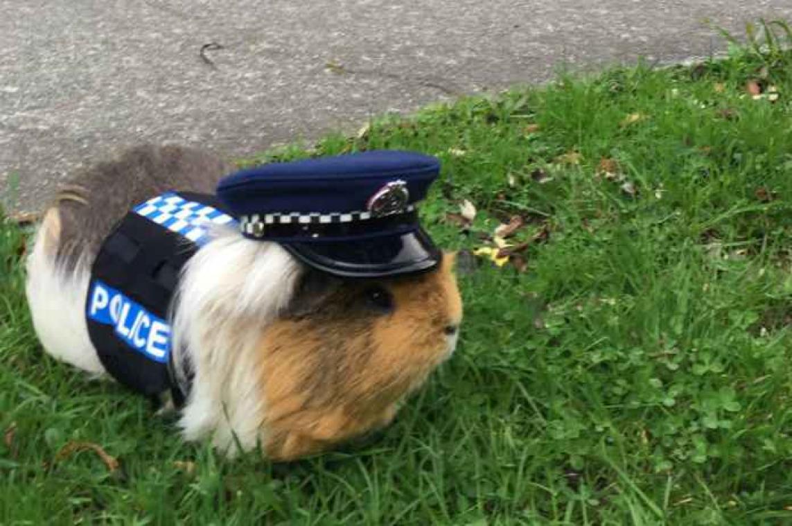 Cavia die 'politieagent' was, is overleden