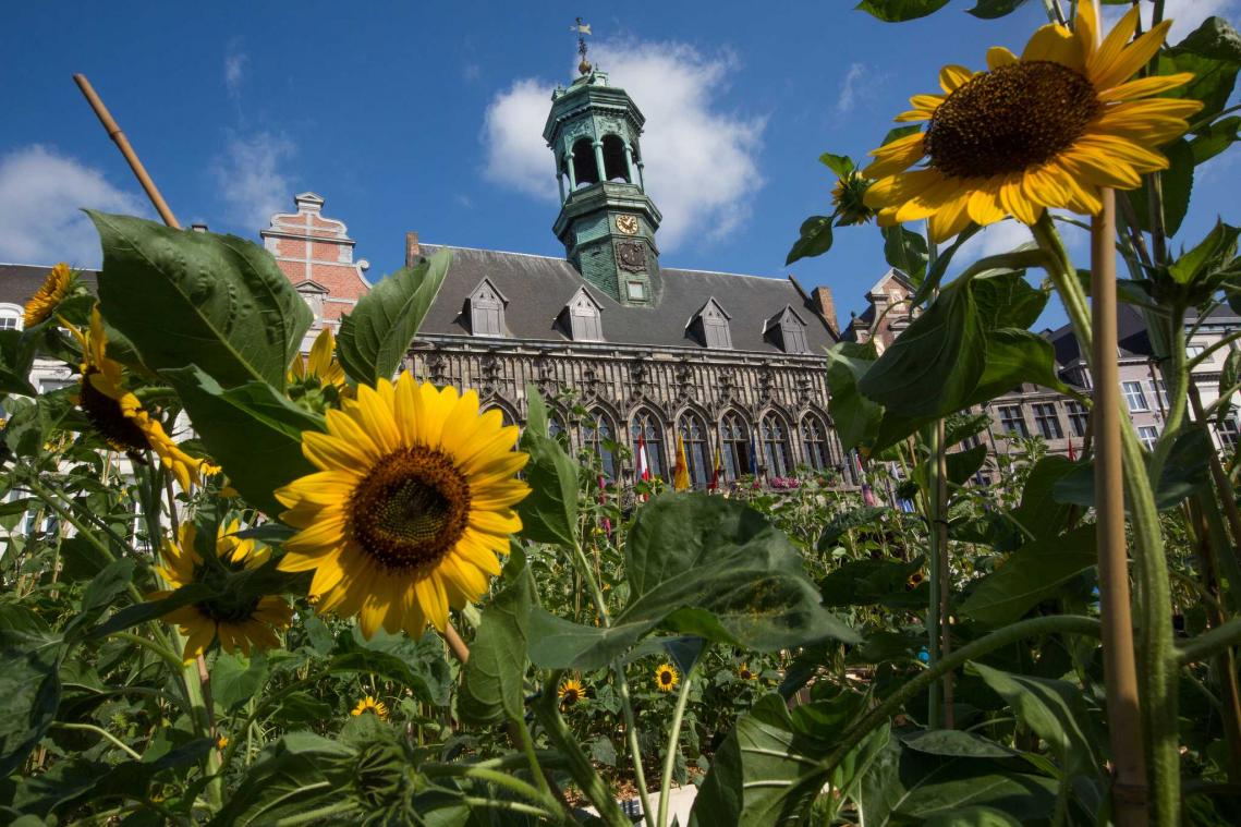 Er staat een doolhof van zonnebloemen op de Grote Markt van Bergen
