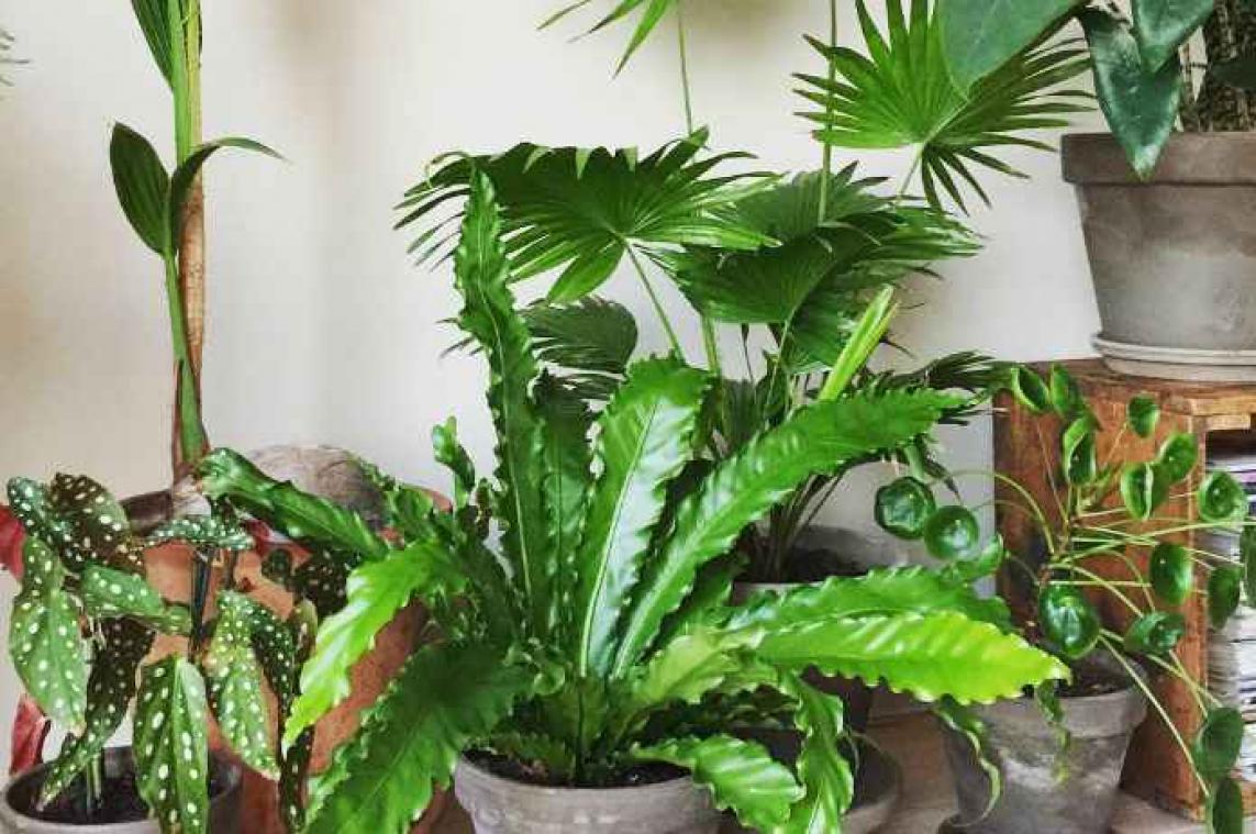 Deze plant is nieuwe trend voor in huis