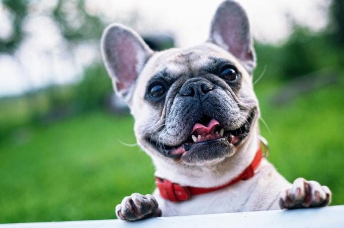 Deze hotels bieden speciaal arrangement voor honden