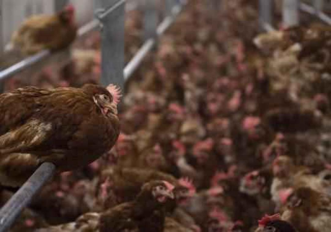 Eiercrisis: Frankrijk niet gewaarschuwd van aanwezigheid andere insecticide