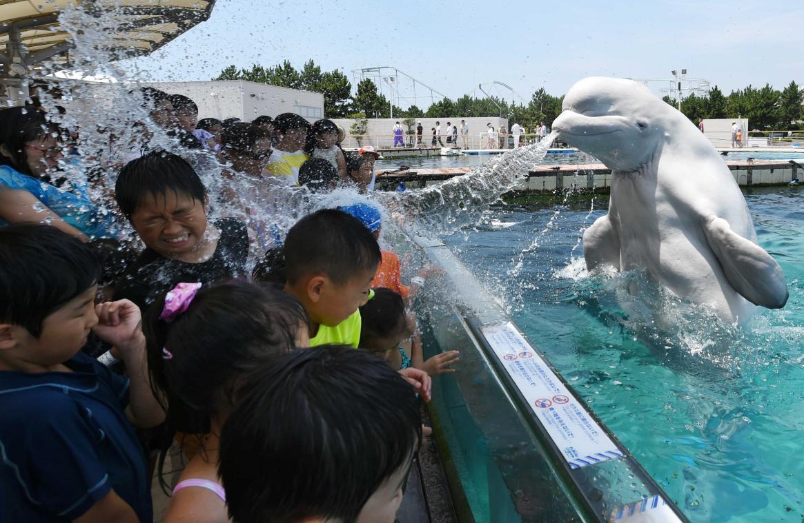 IN BEELD. Witte dolfijn bezorgt Japanse kinderen verkoeling