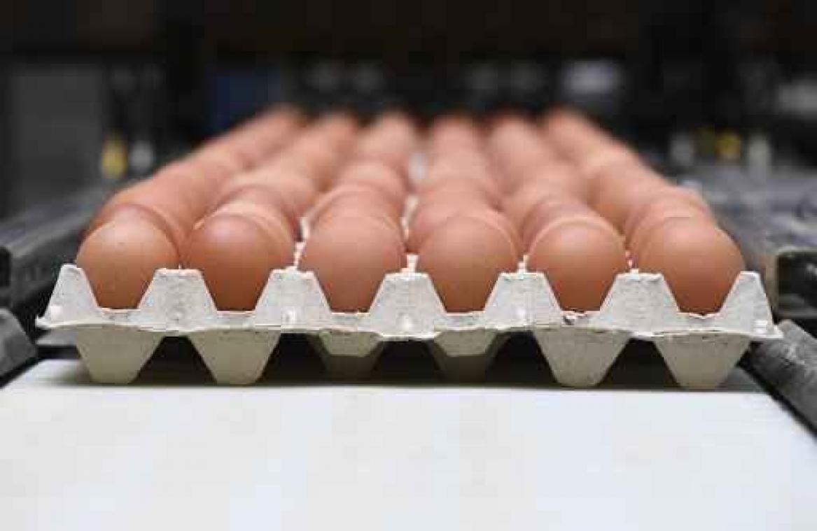 Fipronil in eieren - Federaal voedselagentschap blokkeert nog 14 legbedrijven