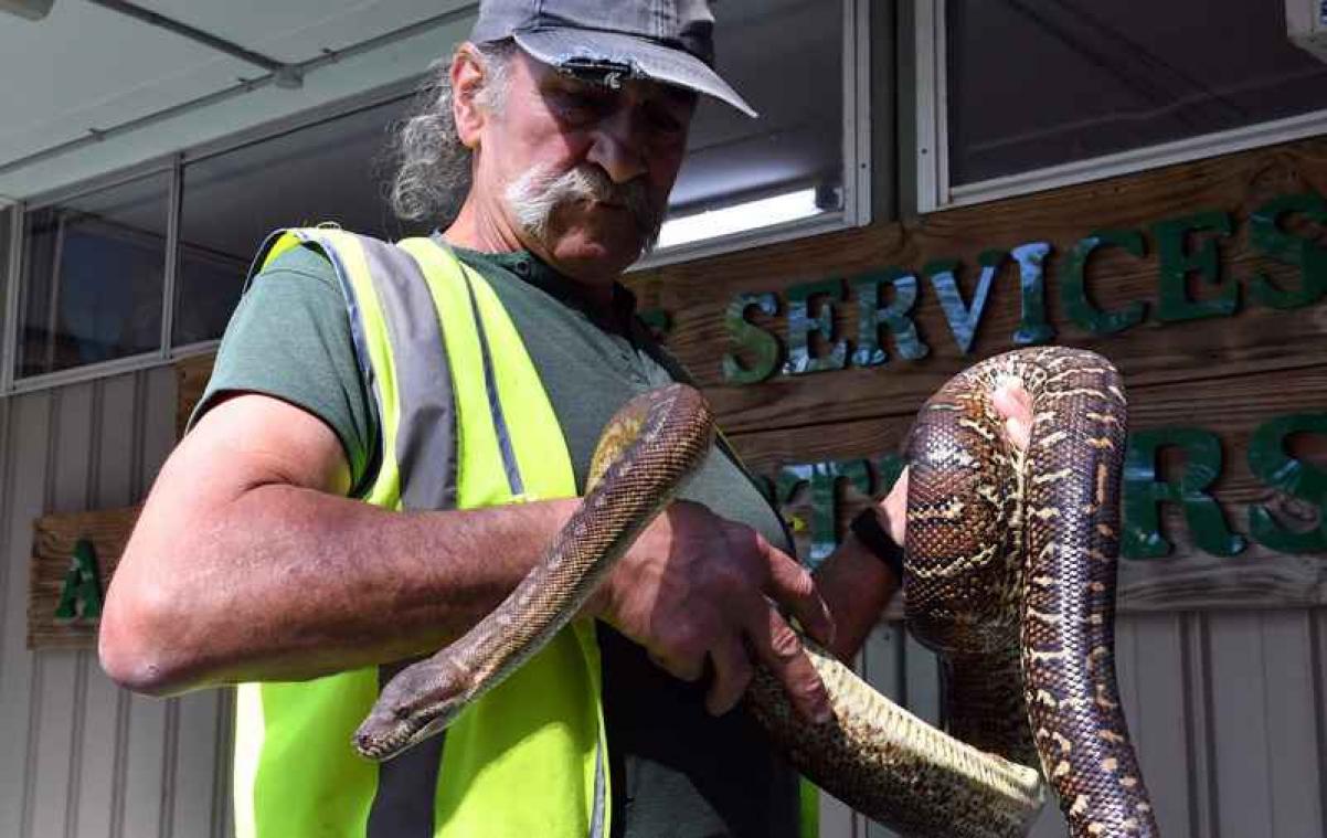 Australische gevangenen helpen gewonde dieren bij hun herstel