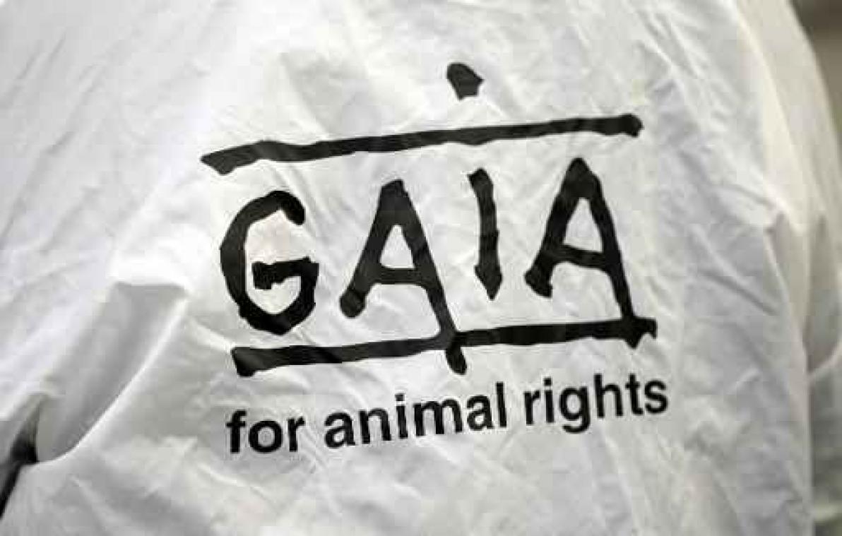 Tijdelijke slachtvloeren: Gaia verliest rechtszaak, maar waarschuwt FAVV