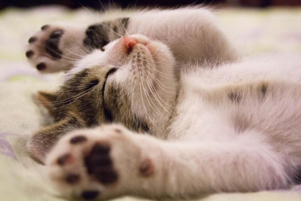 Baasje laat twee katten 300.000 dollar na