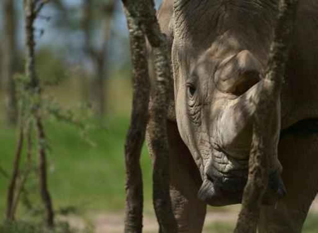 Weinig kopers op eerste veiling van neushoornhoorns in Zuid-Afrika