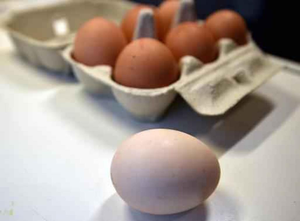 Fipronil in eieren - Formulier voor getroffen bedrijven online