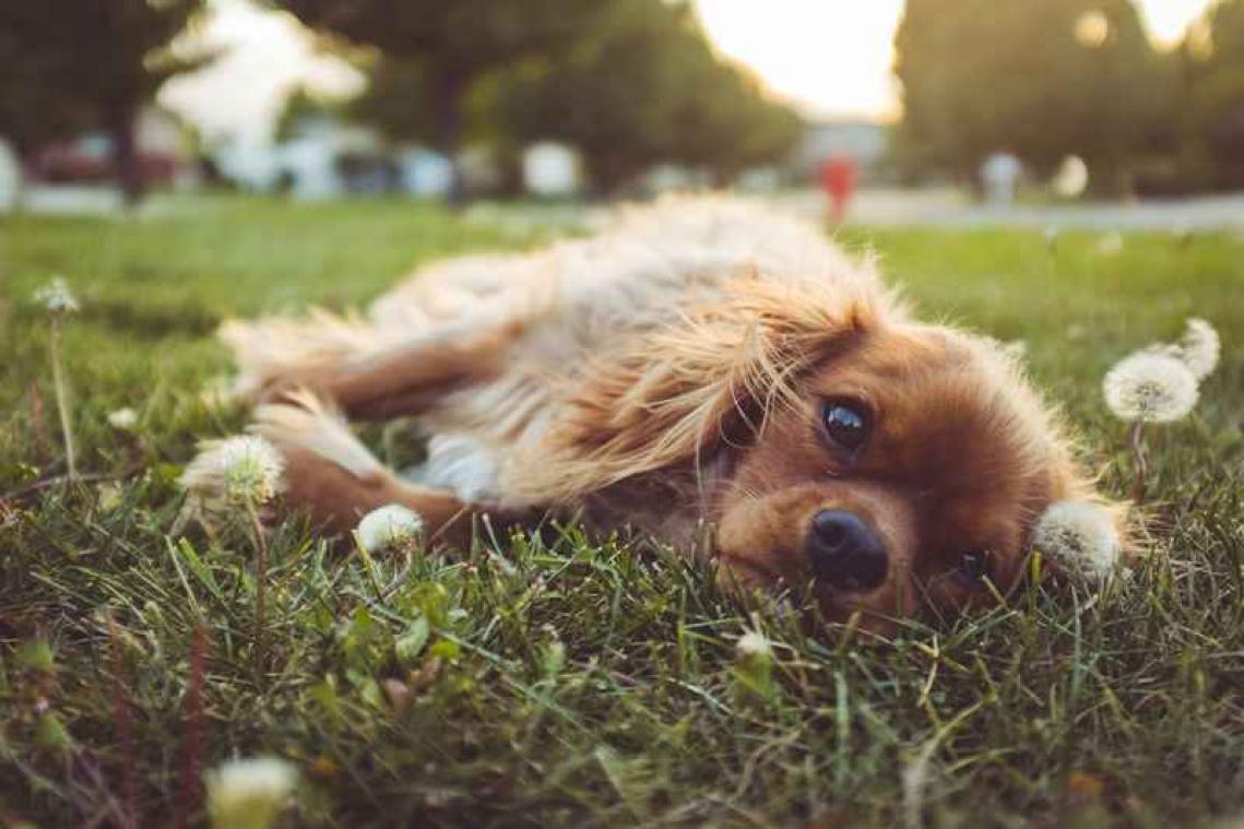 Dit wil een hond zeggen als hij kwispelt