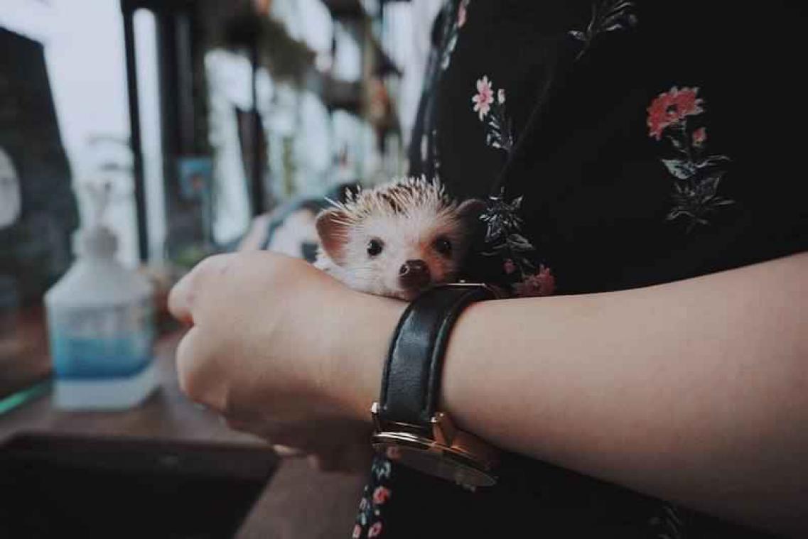 In dit café kan je knuffelen met egels, otters en chinchilla's