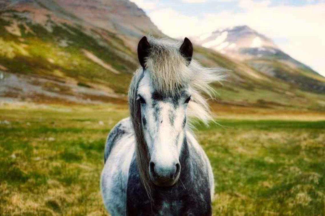 IJslandse paarden mogen geen buitenlandse naam hebben