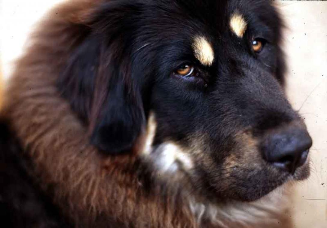 Honden verliezen stembanden na klacht buren
