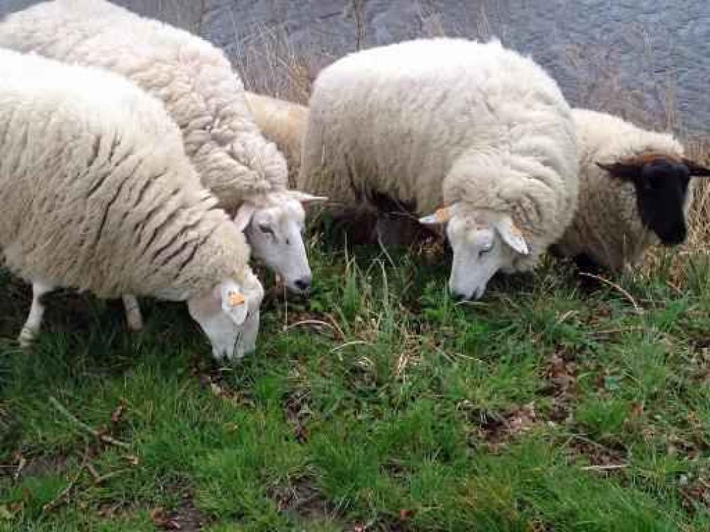 FAVV doekt illegale slachtplaats van schapen in Gaasbeek op