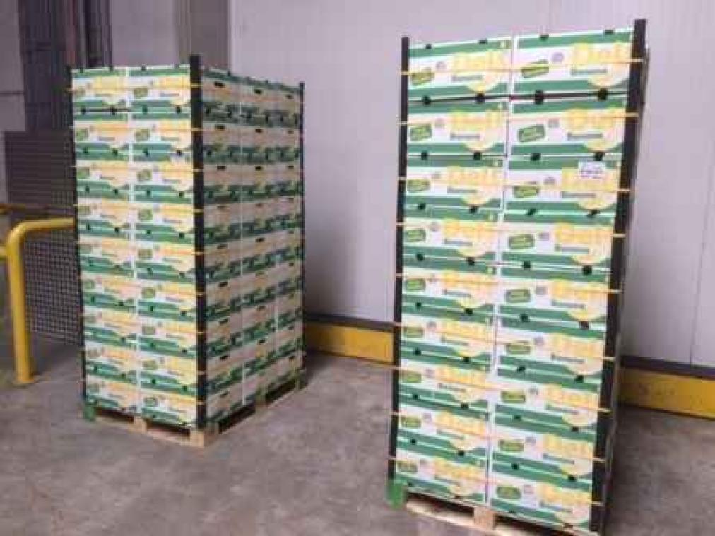 Politie slaat alarm over Antwerpse cocaïnemaffia