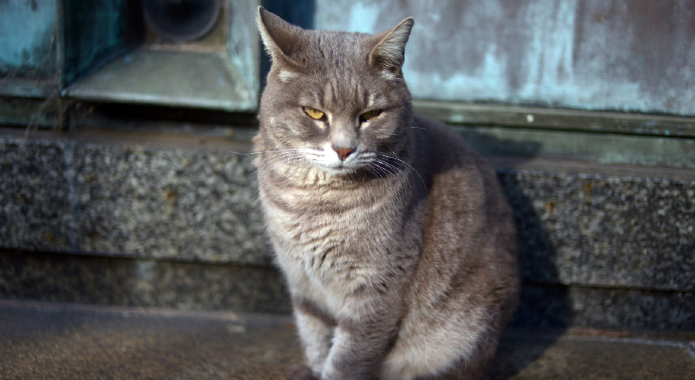 Onthutsend onderzoek: Wat zou je uit een brandend huis  redden: je kat of je gsm?