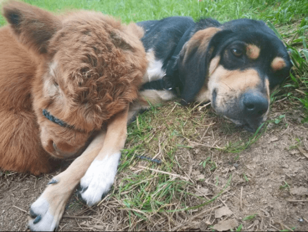 Achtergelaten kalf groeit op en denk dat het een hond is
