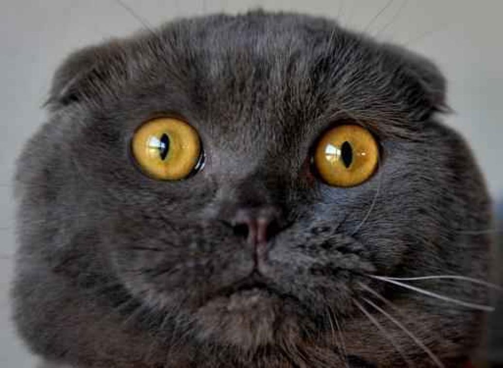 Weyts: "Verplichting om katten te chippen geflopt"