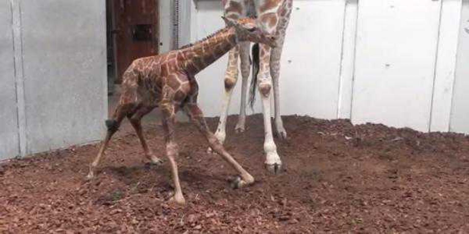 Schattige giraffe geboren in Amsterdam