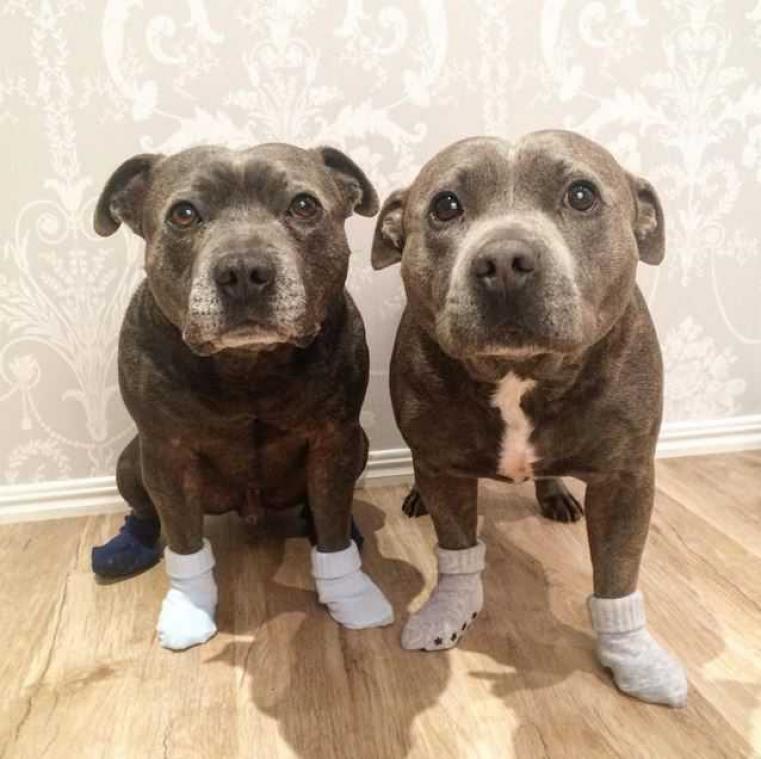 Knuffelende honden veroveren het internet