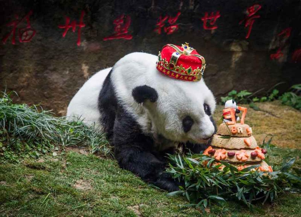 Oudste panda ter wereld gestorven