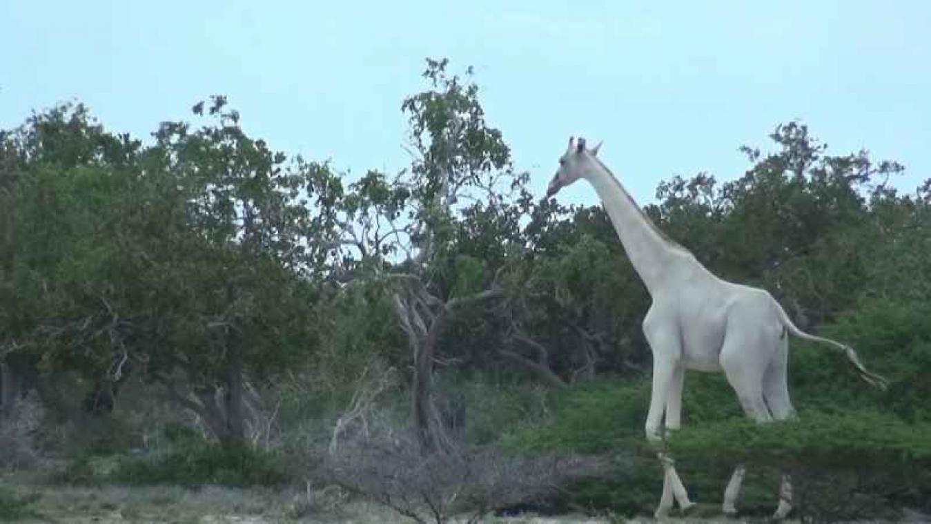 VIDEO. Twee witte giraffen duiken op in Kenia