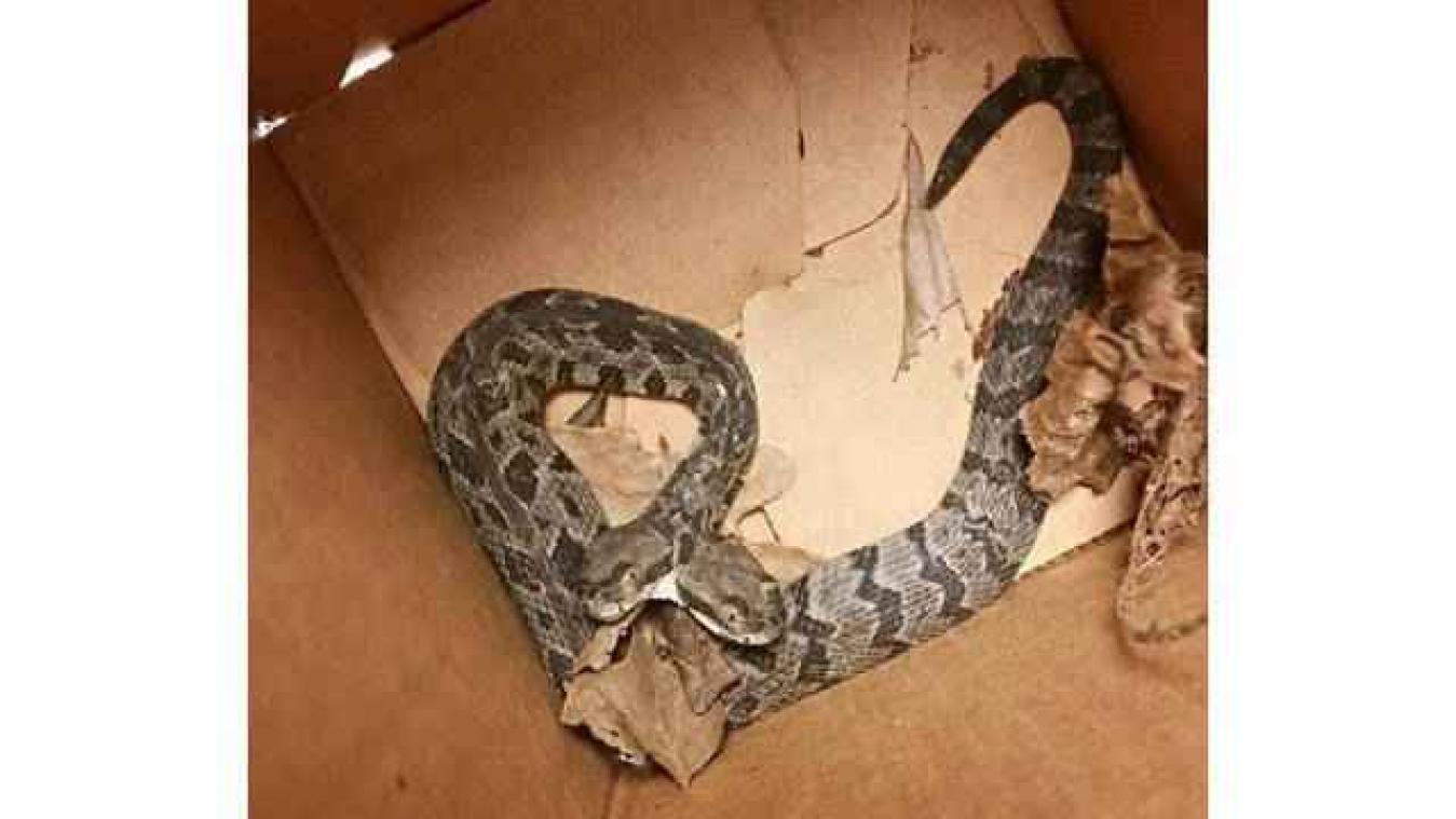 Man vindt ratelslang met twee hoofden in huis