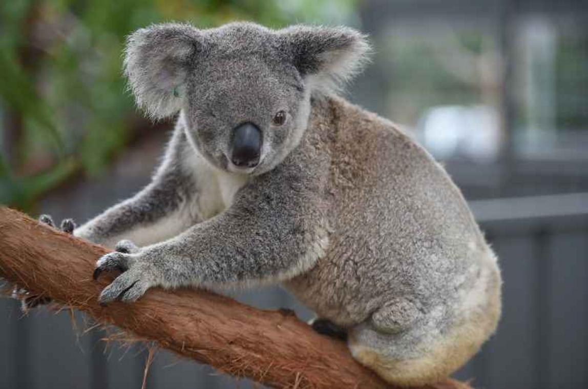 Koala lift zestien kilometer mee in 4x4