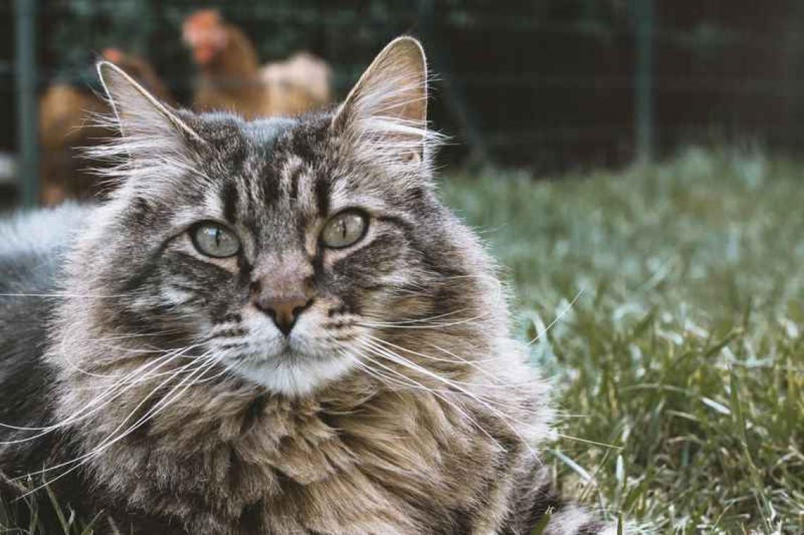 IN BEELD. Twitteraccount stuurt kattenfoto's op vraag