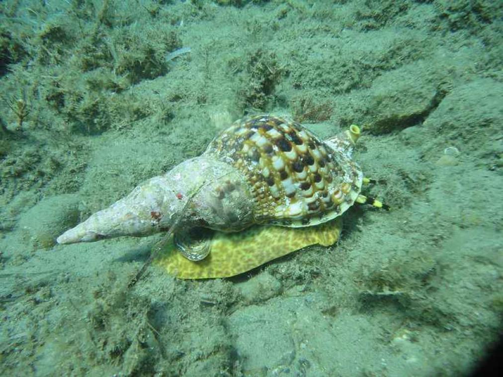 Reuzenslakken moeten Great Barrier Reef redden