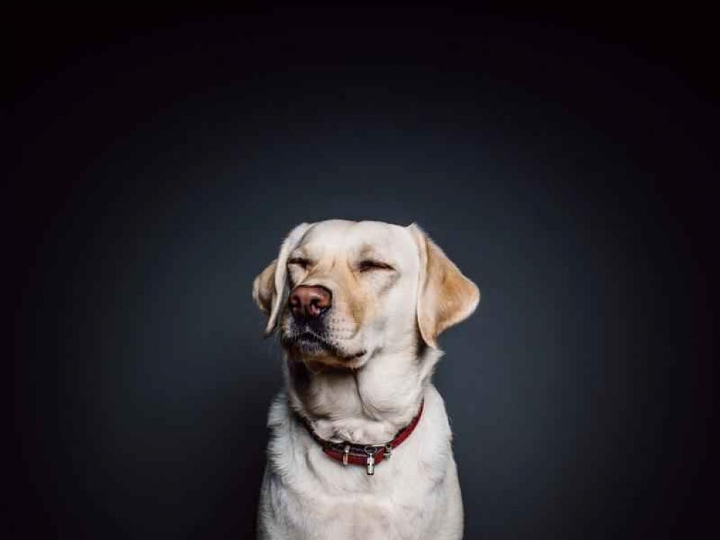 Labradors zijn genetisch voorbestemd om dik te worden