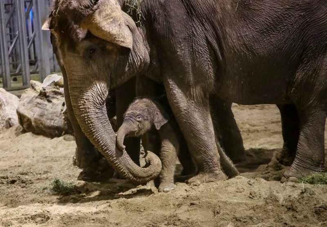 Superschattig! Aziatisch olifantje geboren in Pairi Daiza