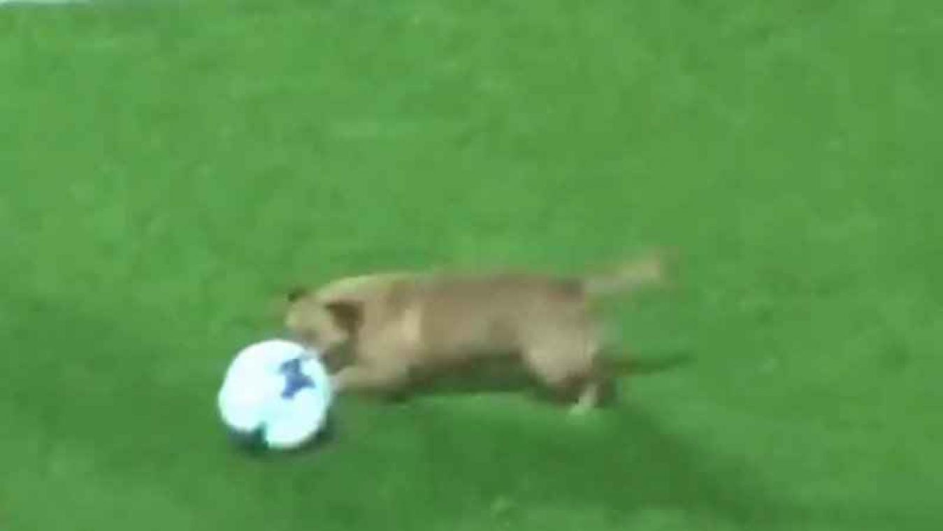 VIDEO. Hond zet voetbalmatch op stelten